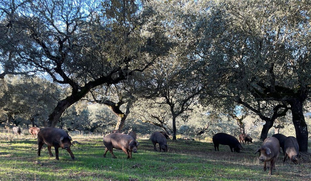 dehesa extremadura