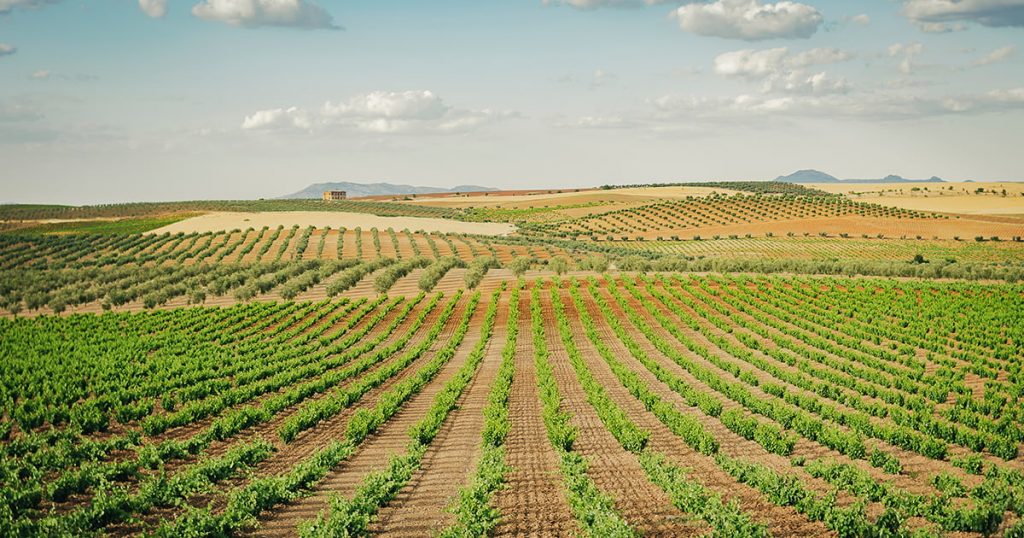 vinos extremadura denominacion de origen